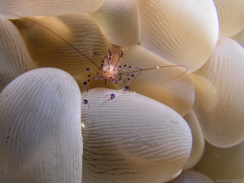 Soft Coral Shrimp